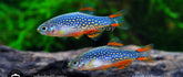 10 PACK GALAXY RASBORAS